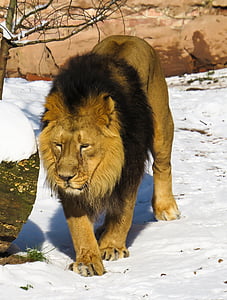 lion standing on snow thumbnail