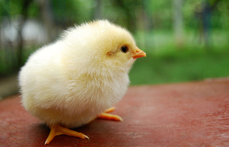 selective focus photography of yellow chick thumbnail