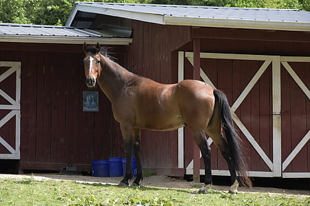 horse standing near barn thumbnail