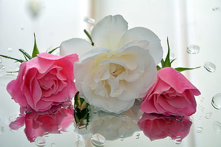 selective focus photography of white and pink flowers in bloom thumbnail