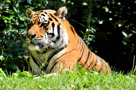 tiger reclining on grass field thumbnail
