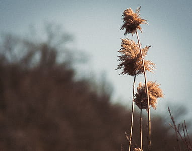 Brown Flowers Under Cloudy Weather thumbnail