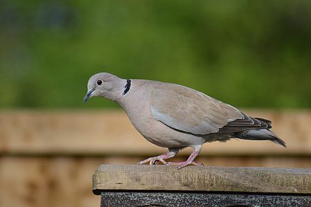 Ring-Neck Dove, Streptopelia Capicola thumbnail