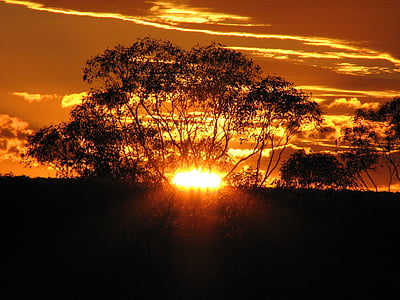 tress during the horizon thumbnail