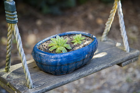 oval blue ceramic plant pot with succulent on brown wooden swing thumbnail