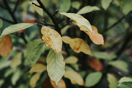 Close-ups of leaves on trees thumbnail
