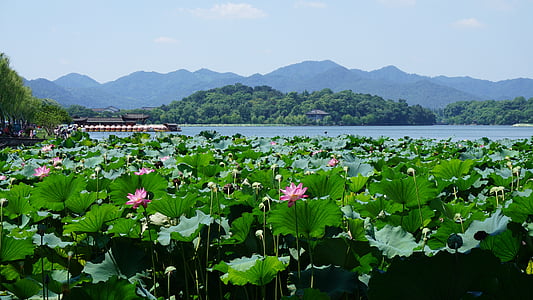 pink lotus flower field thumbnail