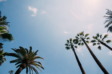 coconut tree during daytime thumbnail