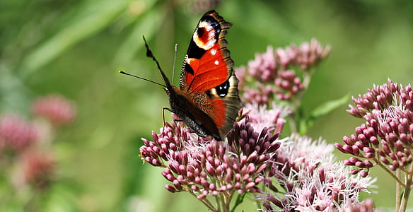 red, black, and white butterfly on flower thumbnail