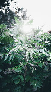 selective focus photography of plant thumbnail