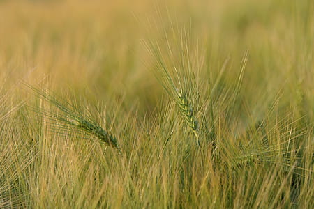 close-up photo of green leafed plant thumbnail