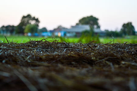 wood, light, dawn, landscape thumbnail