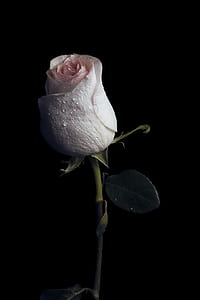 pink rose with green leaves thumbnail