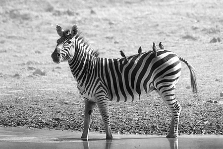 zebra with birds on top thumbnail