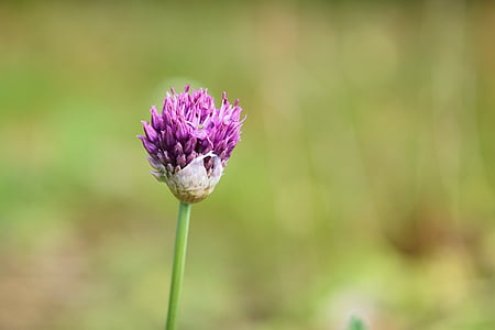 purple petaled flower thumbnail