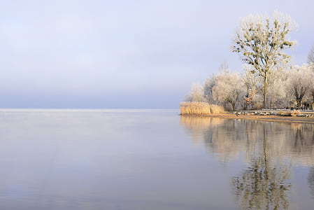gray trees near the body of water thumbnail
