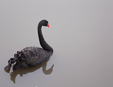 black swan floating on body of water thumbnail