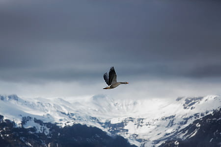 shallow focus photography of flying bird above snow-covered mountains thumbnail