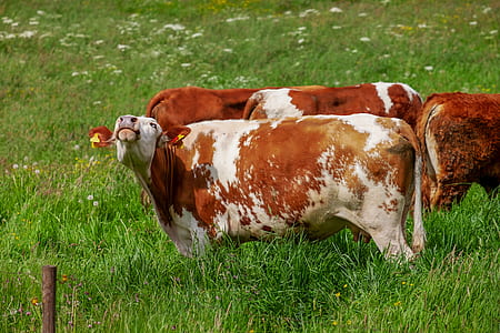 four brown and white cattles on green grass field at daytime thumbnail