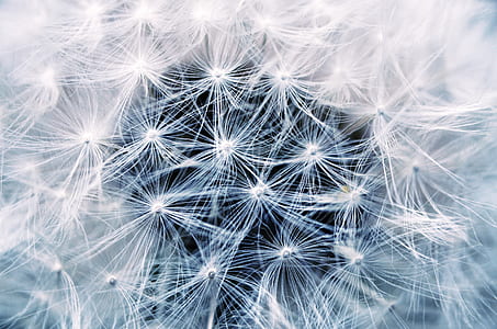 White Dandelion thumbnail