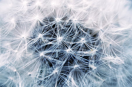 white dandelion flowers illustration thumbnail