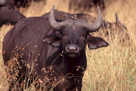 water buffalo on brown grass field thumbnail