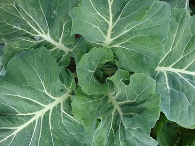 green leafed plant thumbnail