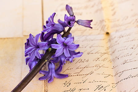 purple petaled flowers thumbnail