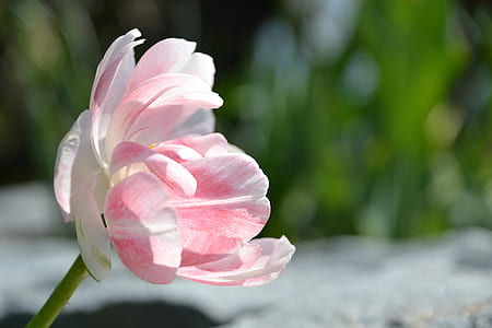 macro shot photography of pink tulip thumbnail