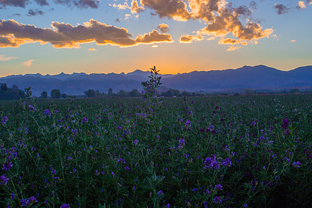 blue petaled flower fields with view of mountains thumbnail