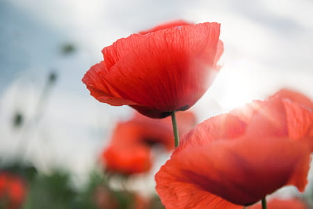 macro photography of two petaled flowers thumbnail