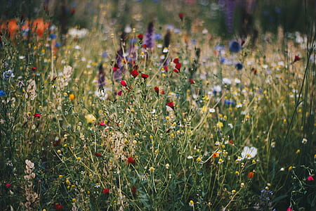 Blue, White and Red Poppy Flower Field thumbnail