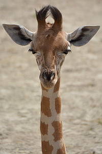 closeup photography of brown and white giraffe thumbnail