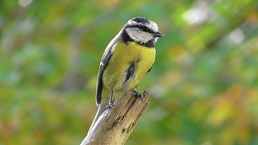 yellow and black bird standing on branch thumbnail