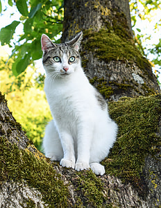 cat standing on tree thumbnail