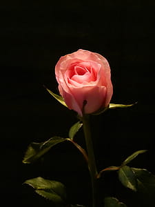 Pink rose bud against black background. thumbnail