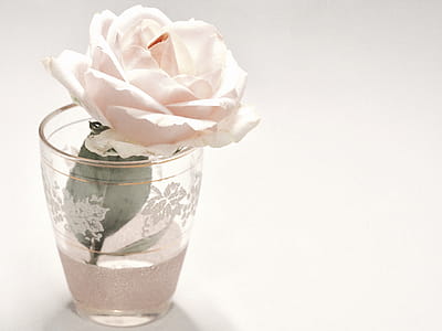 White Rose Flower in Clear Drinking Glass thumbnail