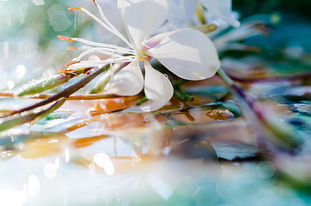 closeup photography of white gaura flower with water droplets thumbnail