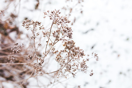 Close-ups of snowy trees thumbnail