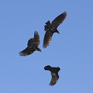 three black crows flying high thumbnail