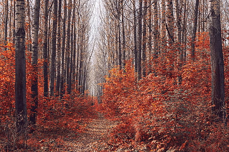 pathway between red leafed trees thumbnail