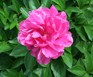 pink petal flowers thumbnail