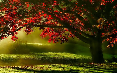 red leaf tree digital wallpaper thumbnail