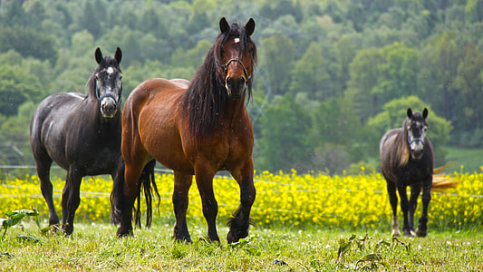 three brown and black horses thumbnail