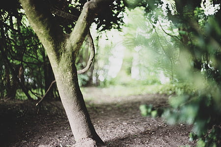 tree in the forest thumbnail