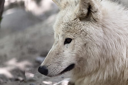 white wolf thumbnail