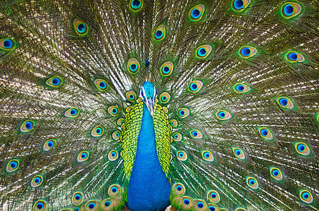 peacock painting thumbnail