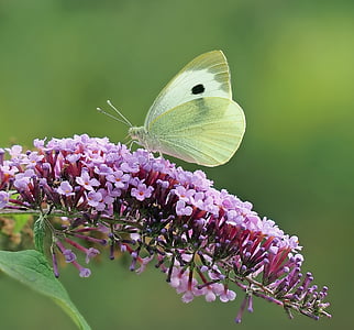 green and black Cabbage butterfly thumbnail