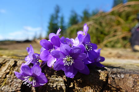 close-up photography of purple petaled flowers thumbnail