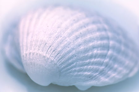 white seashell thumbnail